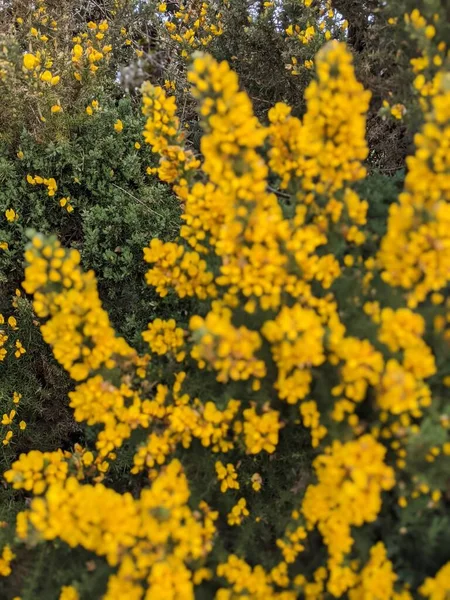 Beautiful Spring Background Yellow Flowers Close — Photo