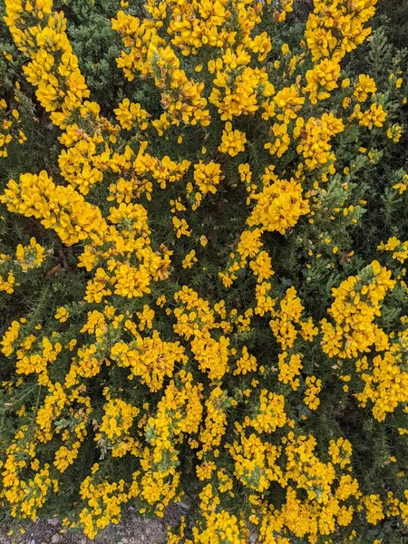 Belo Fundo Primavera Flores Amarelas Close — Fotografia de Stock
