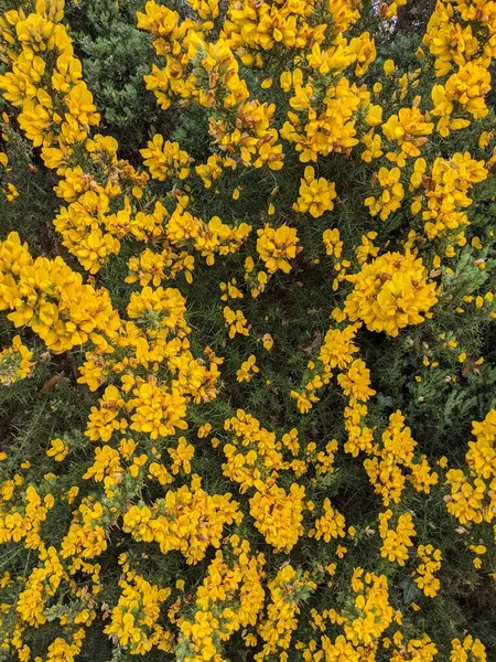 Vacker Vår Bakgrund Gula Blommor Närbild — Stockfoto