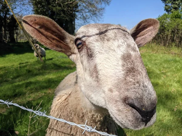 Yeşil Çayırda Sevimli Koyunlar — Stok fotoğraf