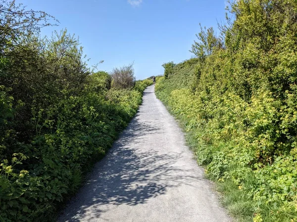 Ağaçların arasından geçen güzel yol manzarası