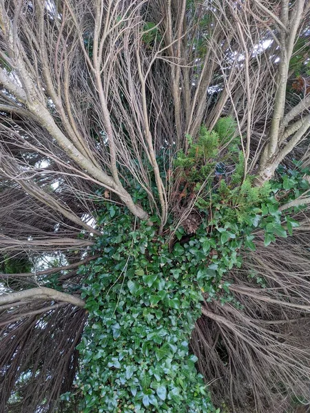 Ağaç gövdesi boyunca yükselen ve büyüyen yeşil sarmaşıkların yakın görüntüsü