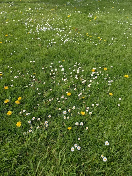 小さな花と緑の芝生 — ストック写真