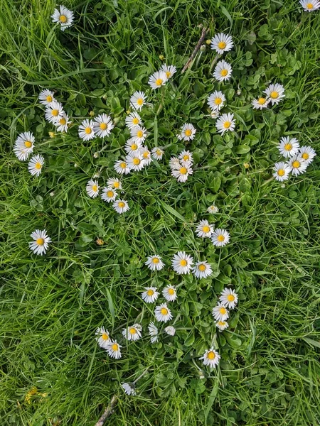 küçük çiçekli yeşil çimen 