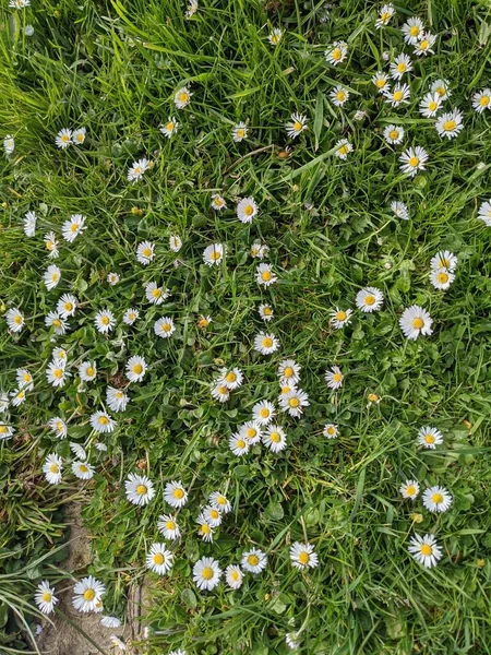 Green Grass Little Flowers — Stock Photo, Image