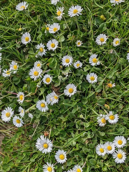 küçük çiçekli yeşil çimen 