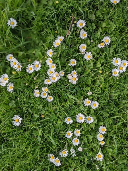 küçük çiçekli yeşil çimen 