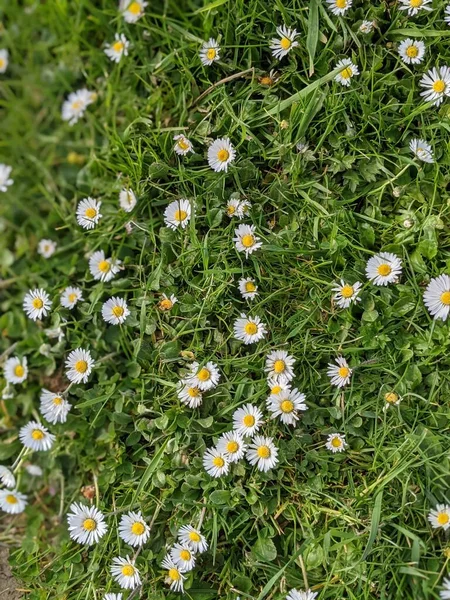 Green Grass Little Flowers — Stock Photo, Image
