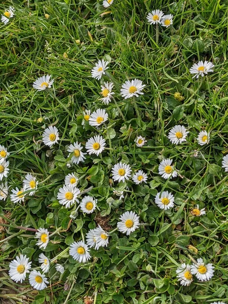 küçük çiçekli yeşil çimen 