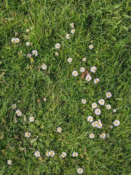 Green Grass Little Flowers — Stock Photo, Image