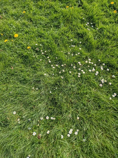 Zielona Trawa Kwiatuszki — Zdjęcie stockowe
