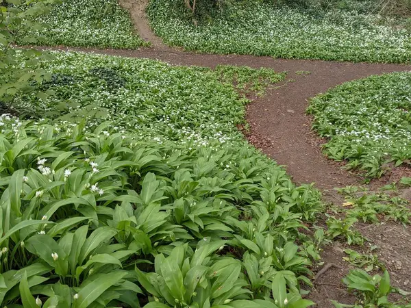 Yeşil bahar ormanında güzel bir patika