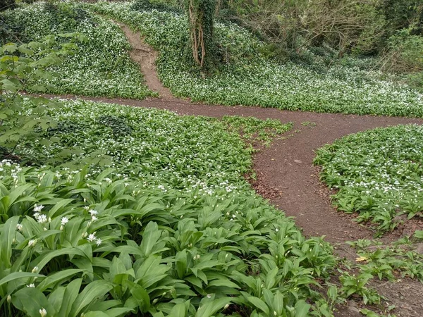 Yeşil bahar ormanında güzel bir patika