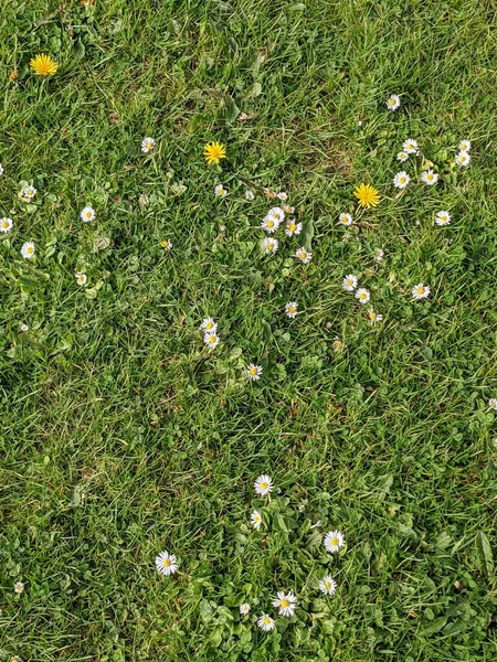 Erba Verde Con Piccoli Fiori — Foto Stock