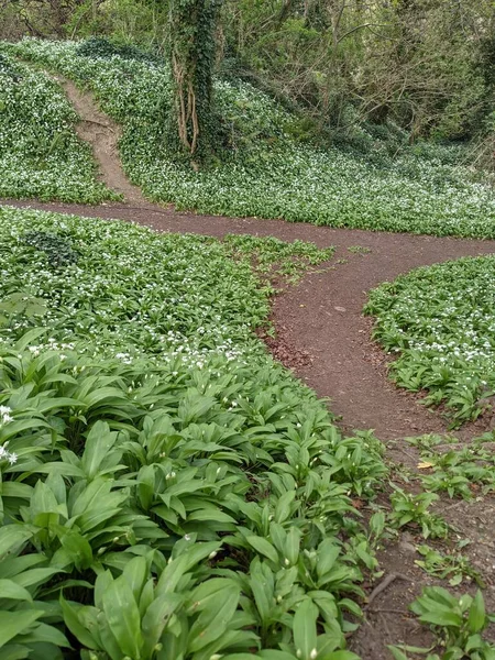 Yeşil bahar ormanında güzel bir patika