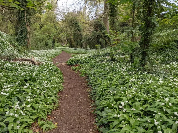 Yeşil bahar ormanında güzel bir patika