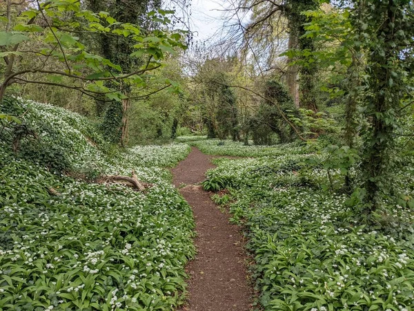 Yeşil bahar ormanında güzel bir patika