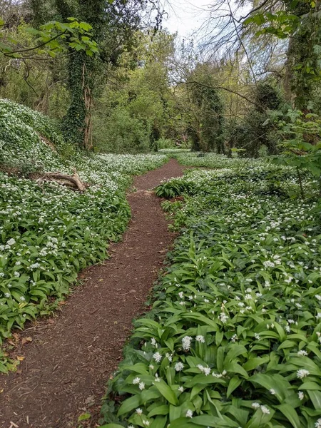 Yeşil bahar ormanında güzel bir patika