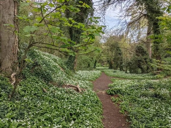 Yeşil bahar ormanında güzel bir patika