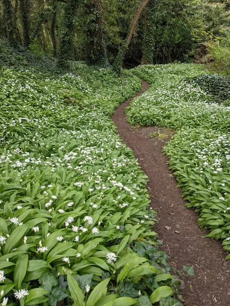 Yeşil bahar ormanında güzel bir patika