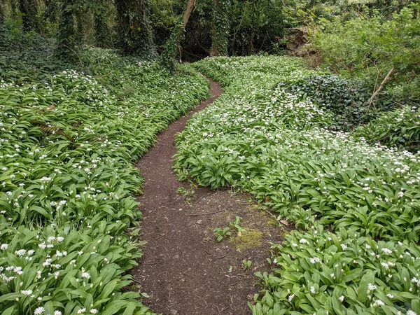 Yeşil bahar ormanında güzel bir patika