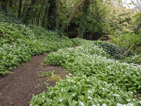 Yeşil bahar ormanında güzel bir patika