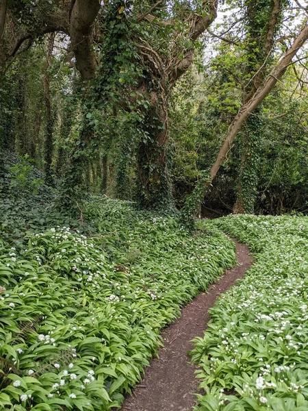 Yeşil bahar ormanında güzel bir patika