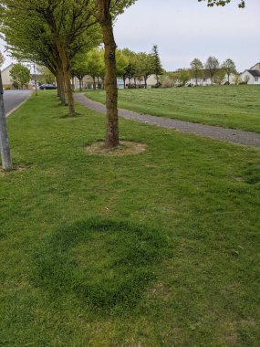 Şehirdeki yeşil çimlerin güzel manzarası.