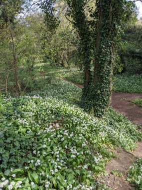 Yeşil bahar ormanında güzel bir patika