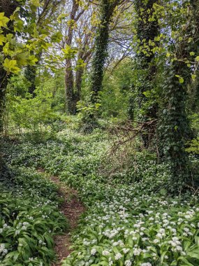 Yeşil bahar ormanında güzel bir patika