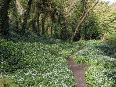 Yeşil bahar ormanında güzel bir patika
