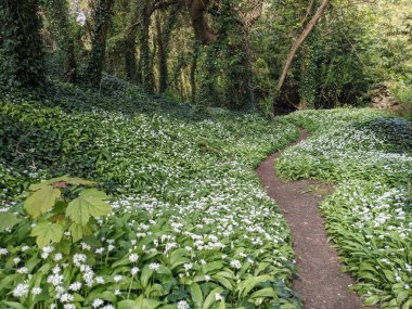 Yeşil bahar ormanında güzel bir patika