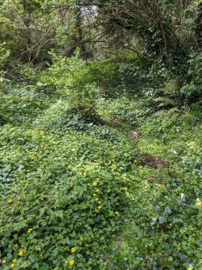 Ormanda ağaçların ve bitkilerin olduğu güzel bir manzara