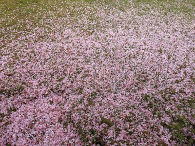 Parkta sakura çiçekleri tomurcuklanıyor. 