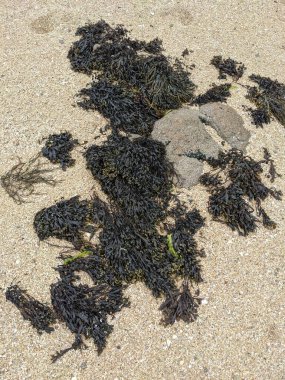 Taşları ve yosunları olan deniz kıyıları