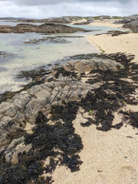 Taşları ve yosunları olan deniz kıyıları