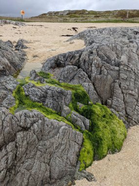 Deniz kıyısında yeşil yosunlu kayalar
