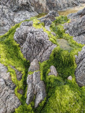 Deniz kıyısında yeşil yosunlu kayalar