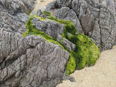 Deniz kıyısında yeşil yosunlu kayalar