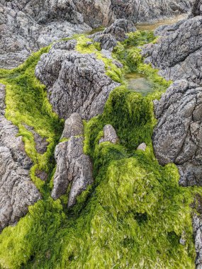Deniz kıyısında yeşil yosunlu kayalar