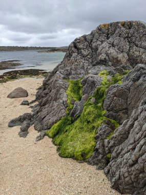 Deniz kıyısında yeşil yosunlu kayalar