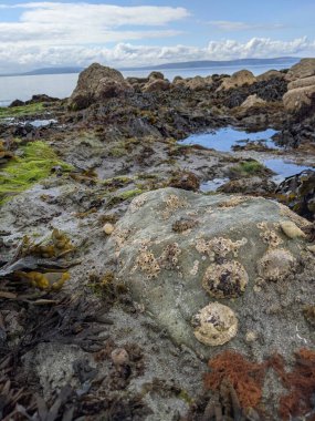 Taşları ve yosunları olan deniz kıyıları