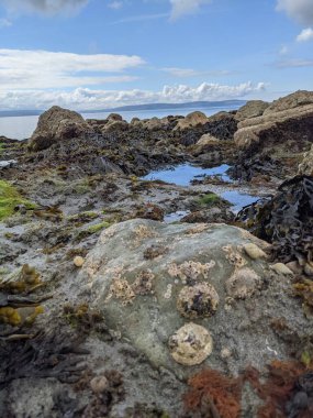 Taşları ve yosunları olan deniz kıyıları