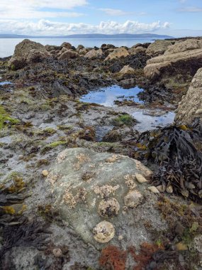Taşları ve yosunları olan deniz kıyıları