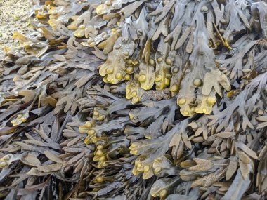 Deniz yosunu dokusuna sahip doğal bir arka plan.