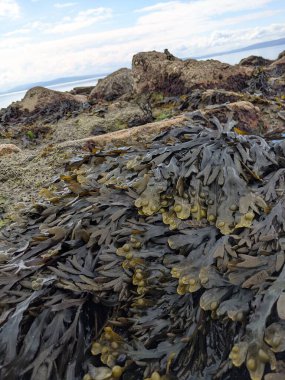 Taşları ve yosunları olan deniz kıyıları
