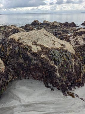 Taşları ve yosunları olan deniz kıyıları