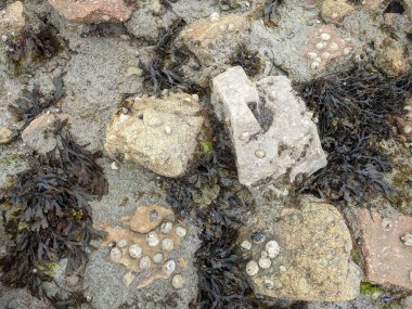 Deniz taşlarının taş dokusu.