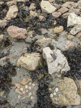 Deniz taşlarının taş dokusu.