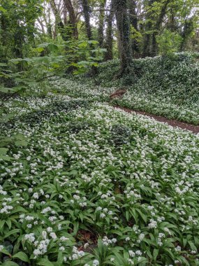 Yeşil bahar ormanında güzel bir patika